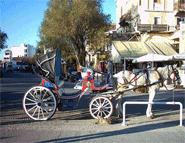 aegina greece-horse