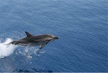 alonissos - alonissos dolphin