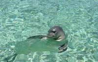 mediterranean monk seal