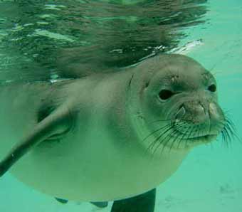 mediterranean monk seal