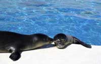 mediterranean monk seal