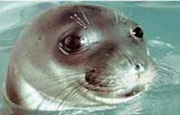 mediterranean monk seal