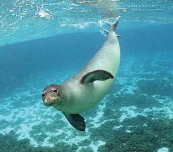 mediterranean monk seal