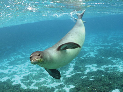 alonissos - alonissos monk seal