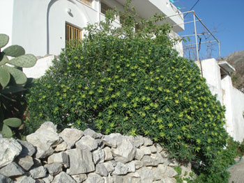 carnival in amorgos