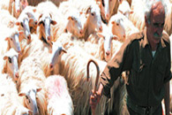 crete - sheepman
