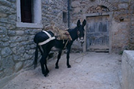 chios - donkey