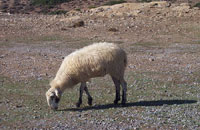 crete sheep cheese