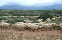 crete sheep cheese