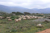 crete sheep cheese