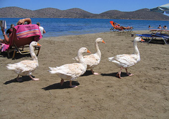 elounda beach