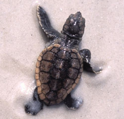 caretta caretta turtles