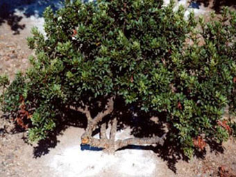 mastic gum - mustic tree