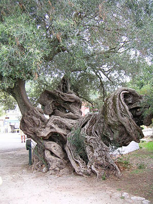 olive oil - old olive tree