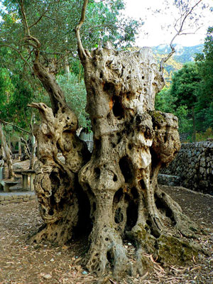 olive oil - old olive tree