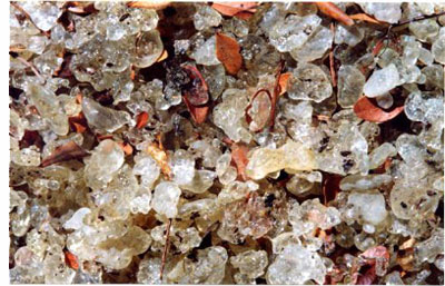 mastic gum products - mastic