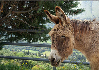 lefkada traditional villages - donkey