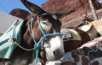 amoudi village santorini - amoudi donkey