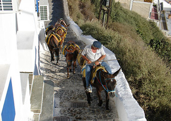 fira santorini - donkey taxi