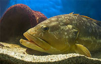 cretaquarium - dusky grouper