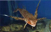 cretaquarium - flying gurnard