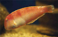 cretaquarium - pearly razorfish