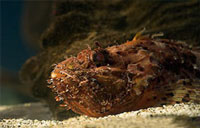 cretaquarium - scorpion fish