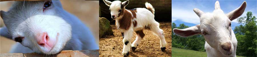 Kefalonia´s golden-teeth sheep