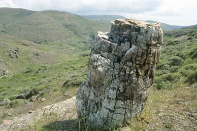 lesvos island - petrified forest