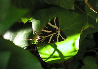 paros - valley of Butterflies