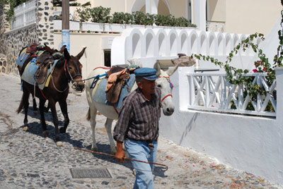 santorini donkeys