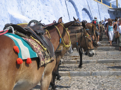 santorini donkeys