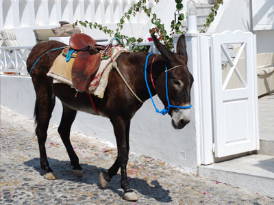 santorini donkeys