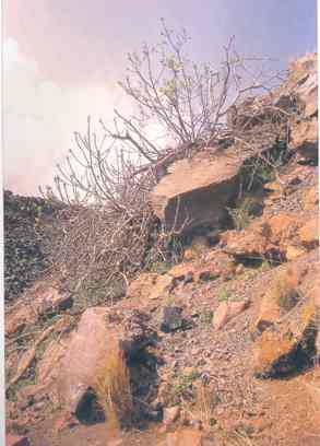 santorini volcano - erinia only tree in kameni islands