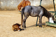 sporades greece - skyros horses
