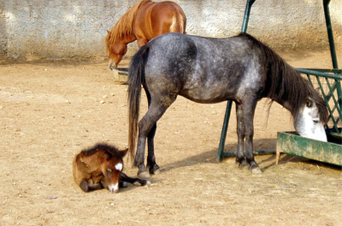 sporades greece - skyros pony