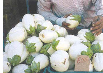 santorini products - white aubergine