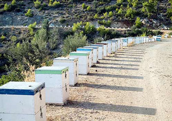 greek products - sifnos bee hives