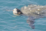 zakynthos greece - caretta caretta turtle